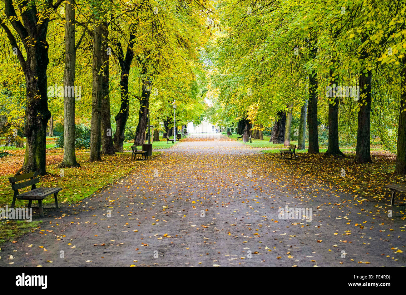 Parklandschaft mit Bäumen lädt zum Wandern ein. Stockfoto