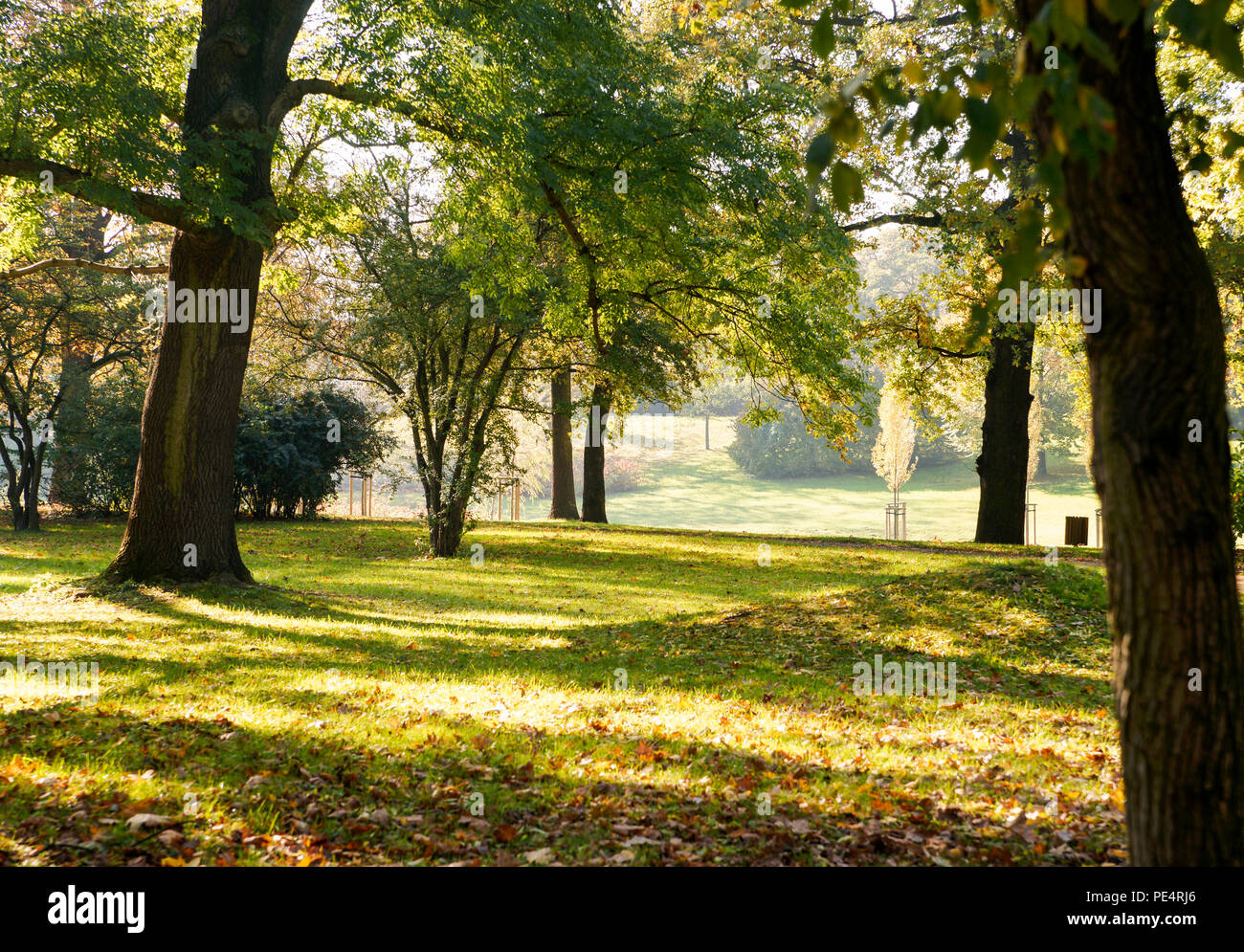 Parklandschaft mit Bäumen lädt zum Wandern ein. Stockfoto