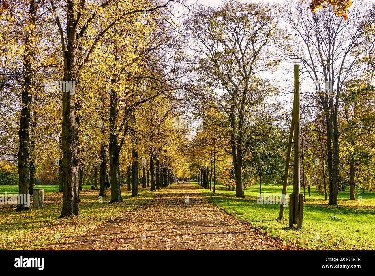 Parklandschaft mit Bäumen lädt zum Wandern ein. Stockfoto
