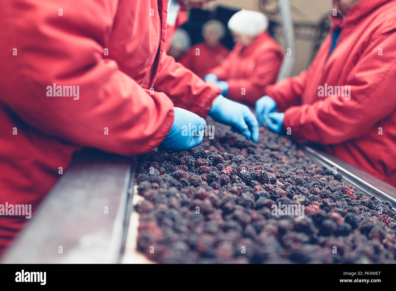 Fabrik fr das Einfrieren und Verpackung Frchte. Die unkenntlich Arbeiter  Hnde in schtzende blaue Handschuhe, Auswahl der Gefrorene Brombeeren  Stockfotografie - Alamy