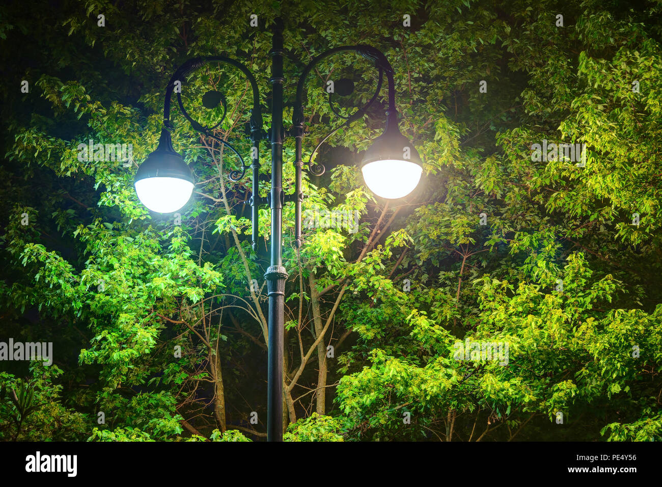 Leuchtende Schmiedeeisen verzierten Straße Licht auf dem Hintergrund der Laub eines Ahorn Baum bei Nacht Stockfoto