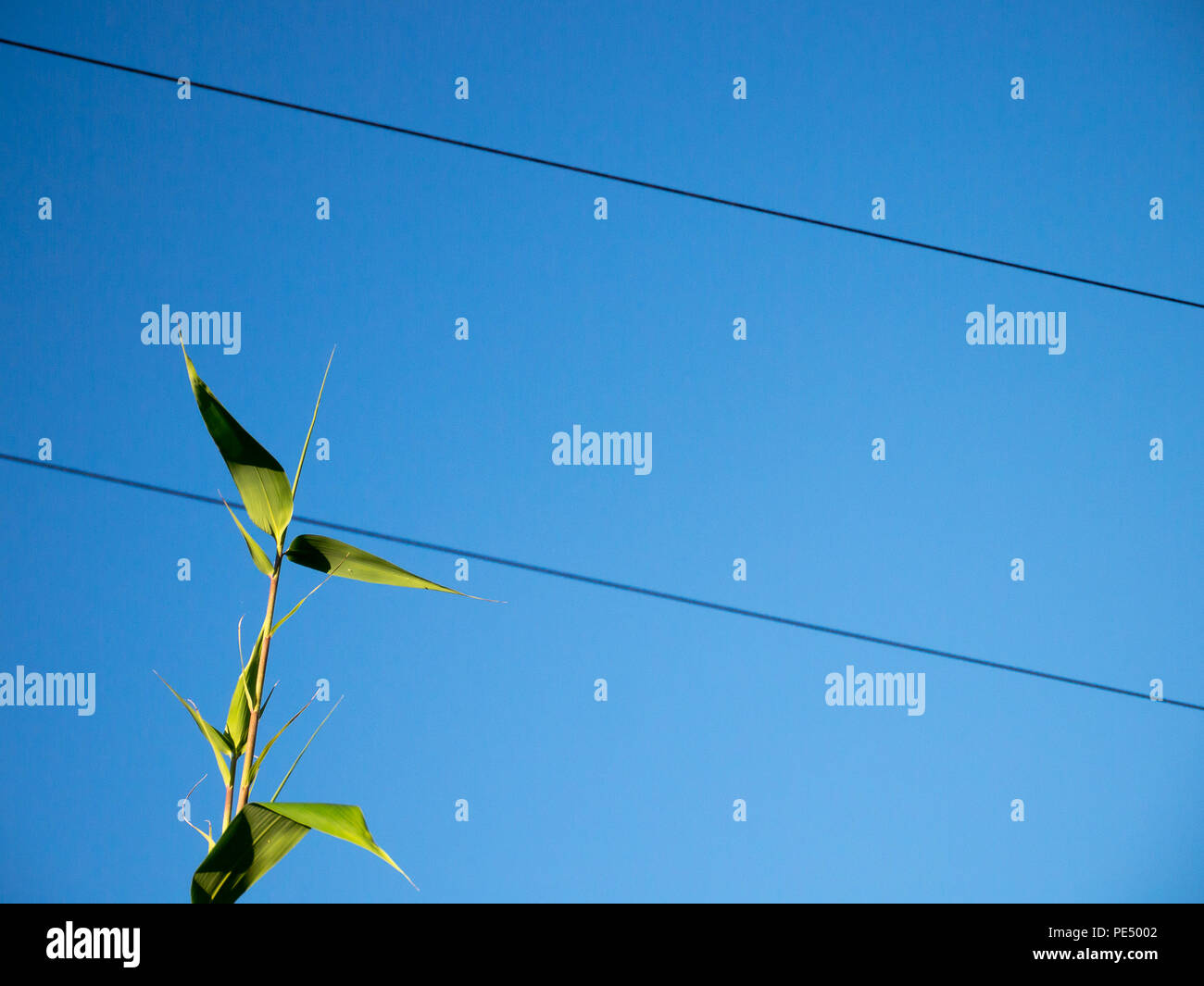 Farbe in der Nähe eines Bambus Zweig mit Stromleitungen hinter, geschossen von unten gegen ein strahlend blauer Himmel Stockfoto