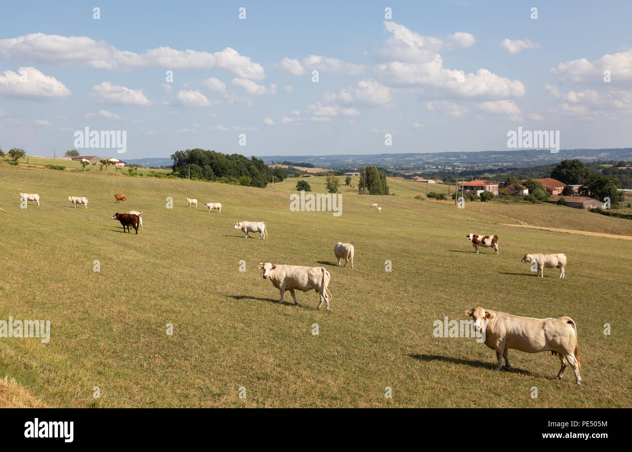 Rinder in ein Feld auf einer französischen Farm, Beispiel für Landwirtschaft oder Landwirtschaft, Lot-et-Garonne, Aquitaine, Frankreich Europa Stockfoto