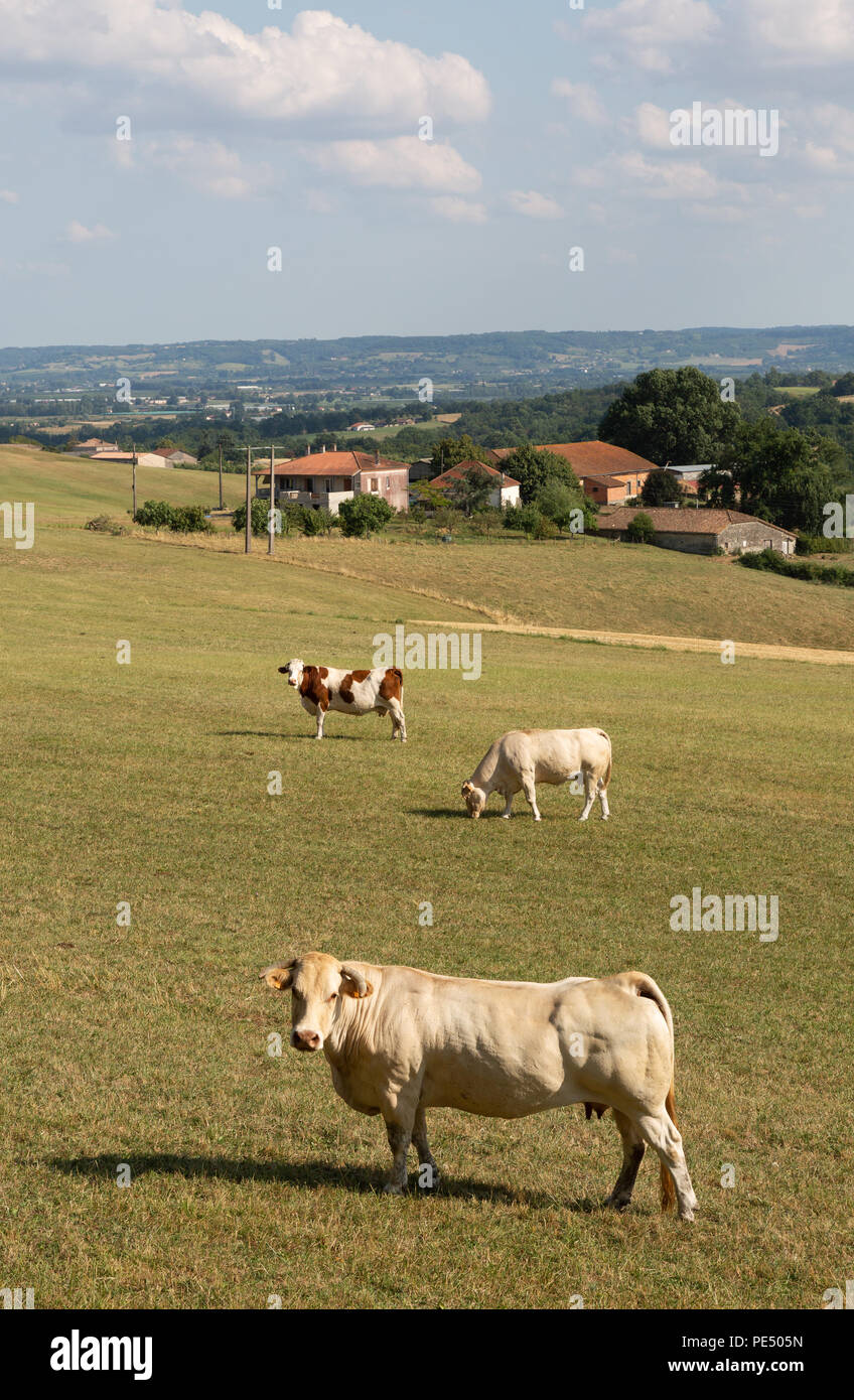 Rinder in ein Feld auf einer französischen Farm, Lot-et-Garonne, Aquitaine, Frankreich Europa Stockfoto