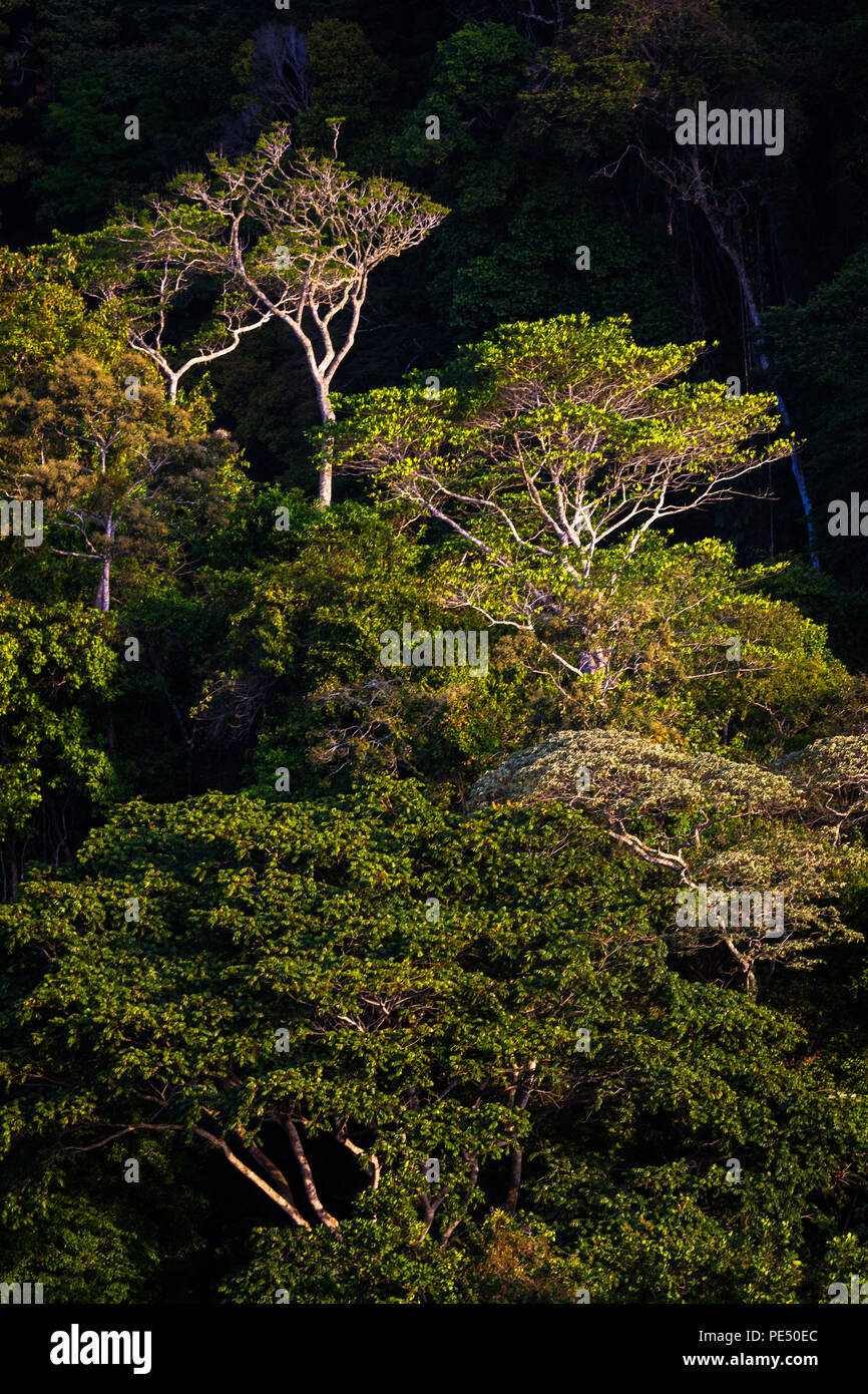 Am frühen Morgen Licht auf den Nebelwald Vordach in Altos de Campana Nationalpark, Republik Panama. Stockfoto