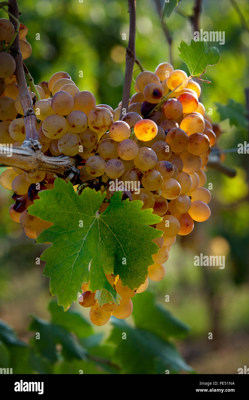 Späte Ernte der Trauben für den süßen Wein, den typischen muffigen Trauben für Weine der Bolgheri Toskana Italien Stockfoto