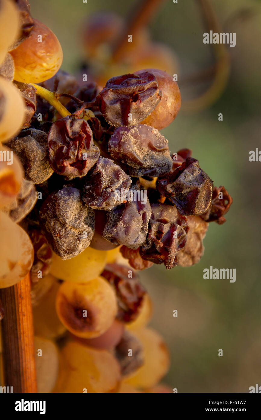 Späte Ernte der Trauben für den süßen Wein, den typischen muffigen Trauben für Weine der Bolgheri Toskana Italien Stockfoto