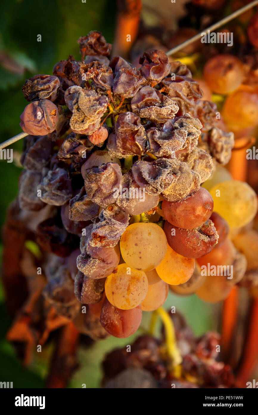 Späte Ernte der Trauben für den süßen Wein, den typischen muffigen Trauben für Weine der Bolgheri Toskana Italien Stockfoto