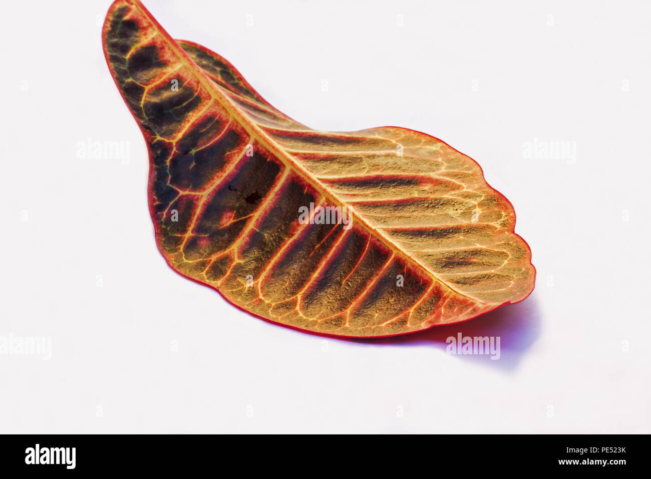 Croton Pflanze Blatt (Codiaeum variegatum) Stockfoto
