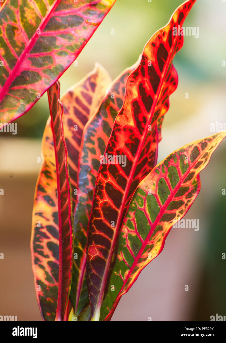 Croton Pflanze Blatt (Codiaeum variegatum) Stockfoto