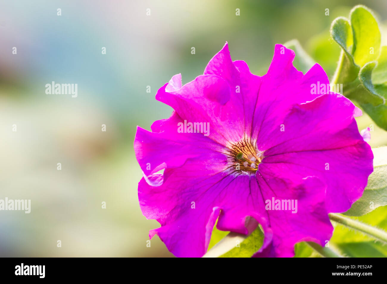 Rosa Petunia auf natürlichen Hintergrund Stockfoto