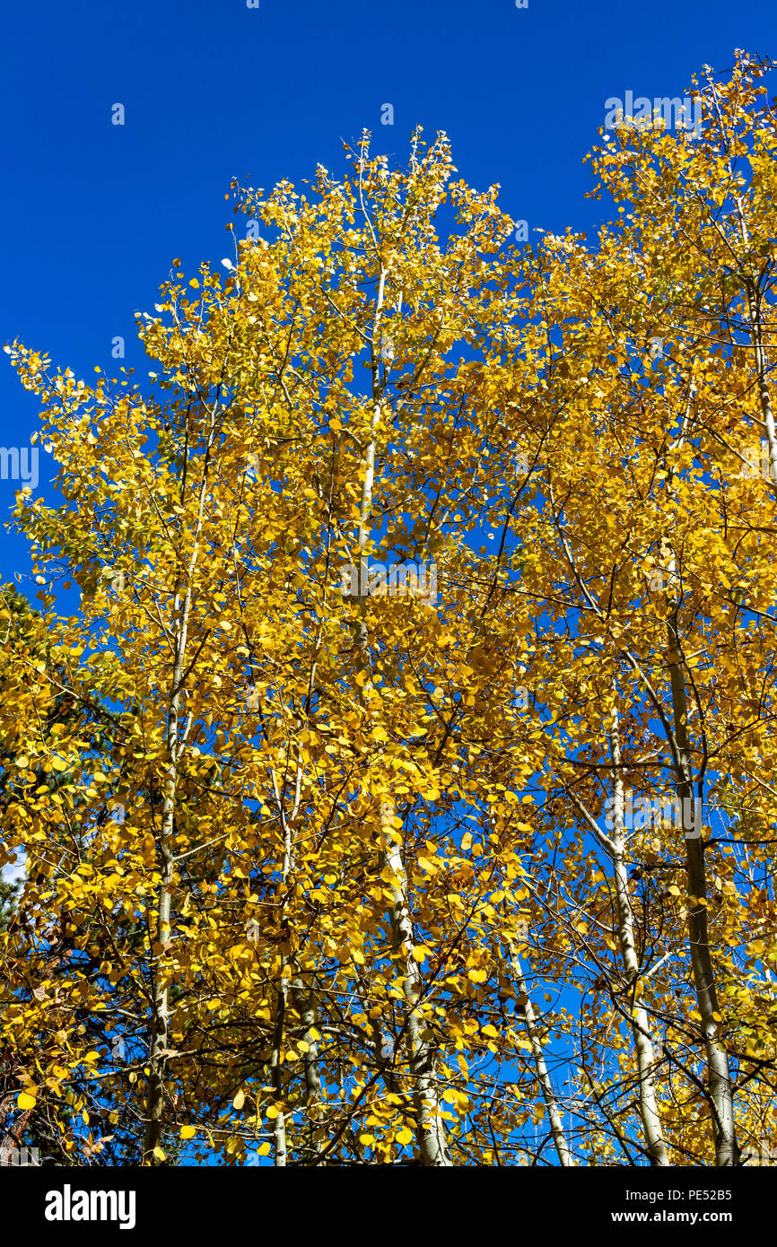 Goldgelb Aspen Bäume zu ändern in dem Fall vor einem strahlend blauen Himmel Stockfoto