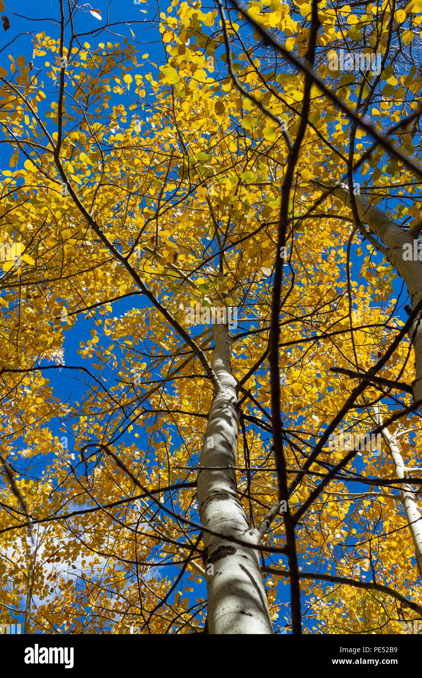 Aspen Bäume Gelb und Gold im Herbst in den Rocky Mountains in den Himmel gesehen mit einem strahlend blauen Himmel Stockfoto