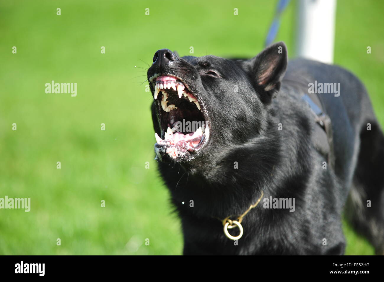 Wütend Deutscher Schäferhund Stockfoto