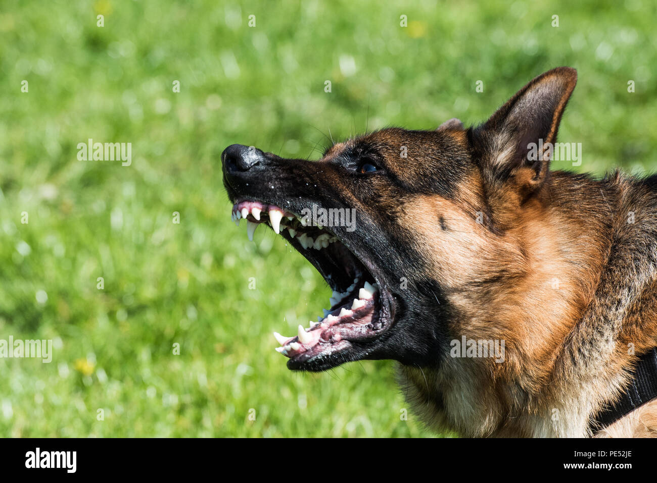 Wütend Deutscher Schäferhund Stockfoto