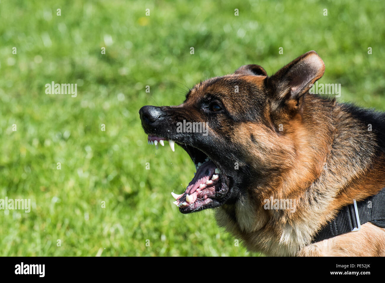 Wütend Deutscher Schäferhund Stockfoto