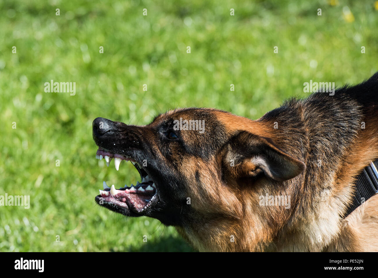 Wütend Deutscher Schäferhund Stockfoto