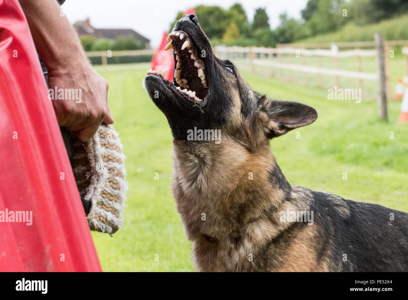 Wütend Deutscher Schäferhund Stockfoto