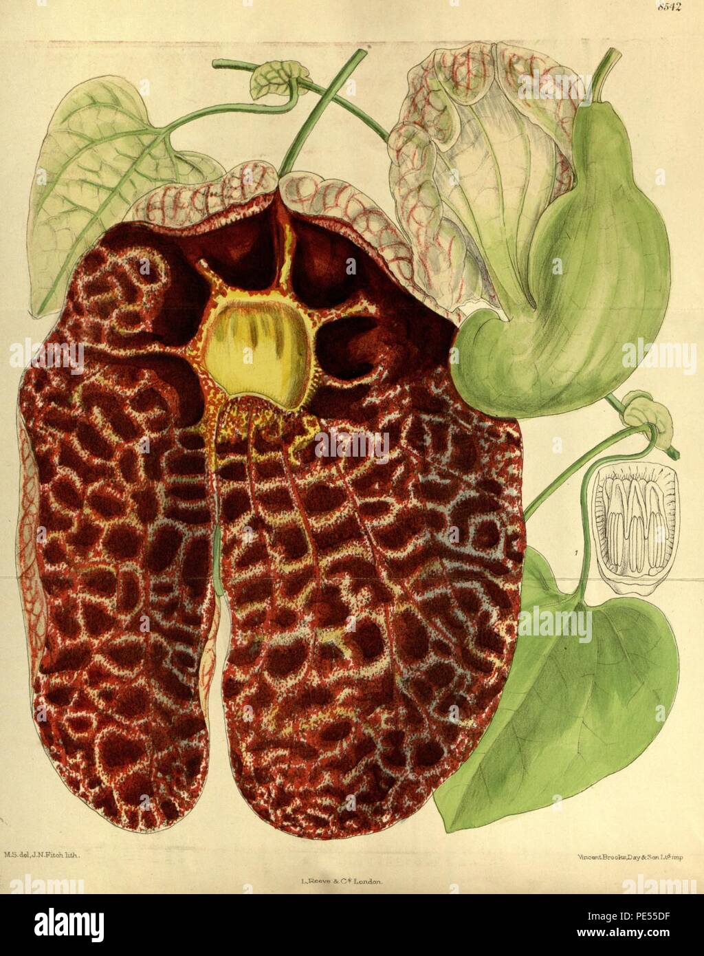 Aristolochia gigantea 140-8542. Stockfoto