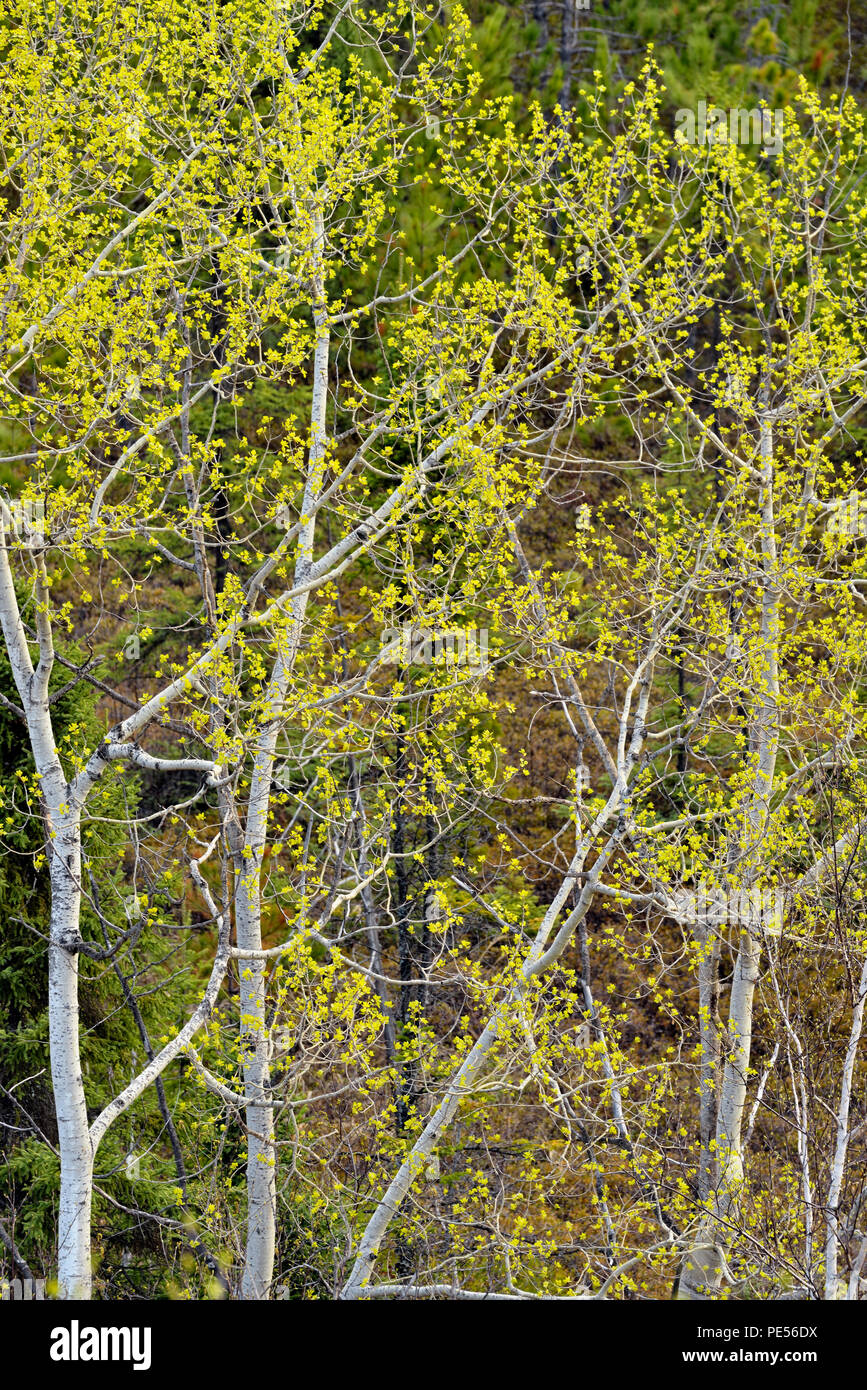 Aspen Bäume mit den aufkommenden Frühling Laub, grössere Sudbury, Ontario, Kanada Stockfoto