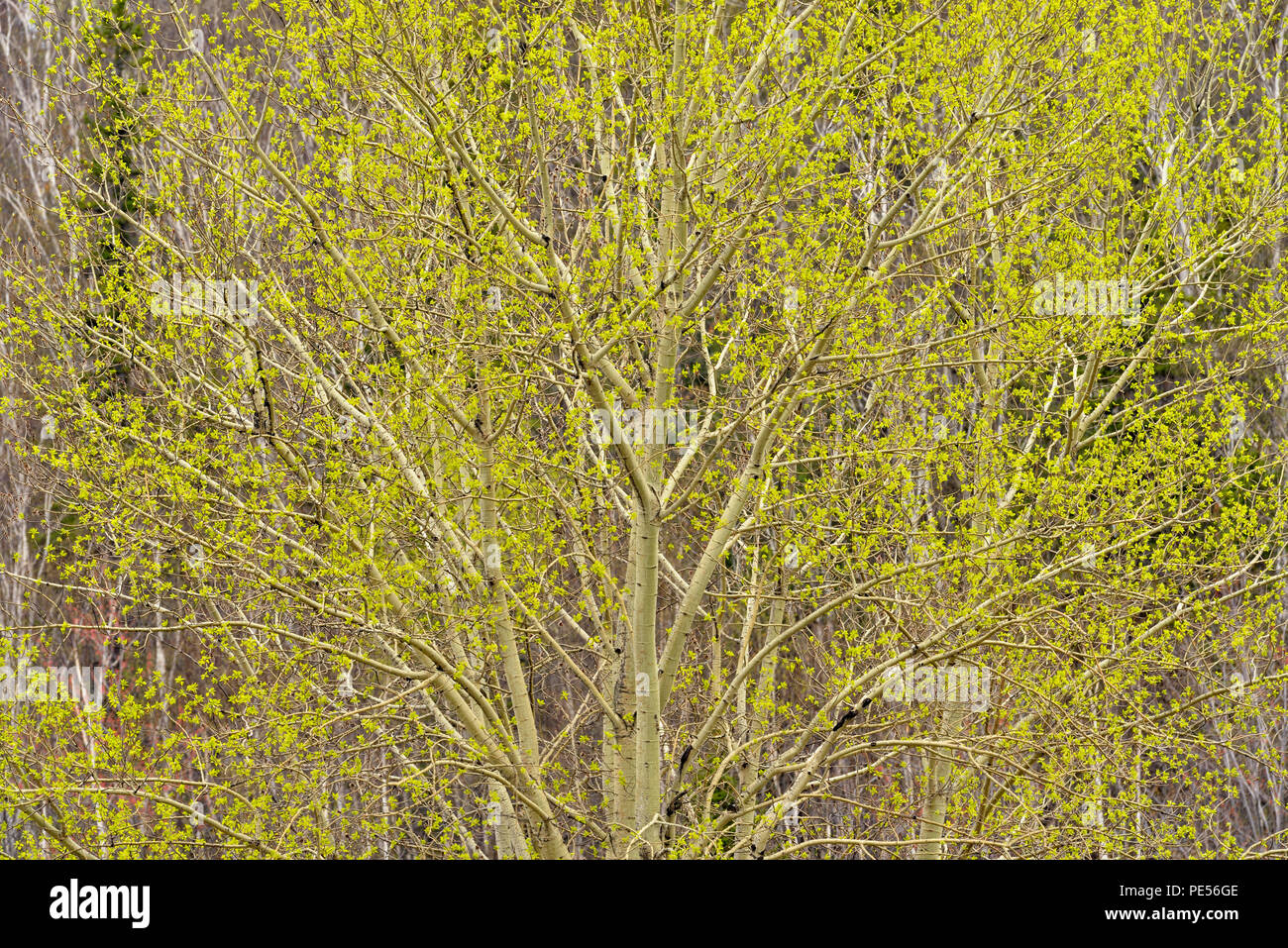 Ein Hügel von Birke und Espe mit den aufkommenden Frühling Laub, grössere Sudbury, Ontario, Kanada Stockfoto