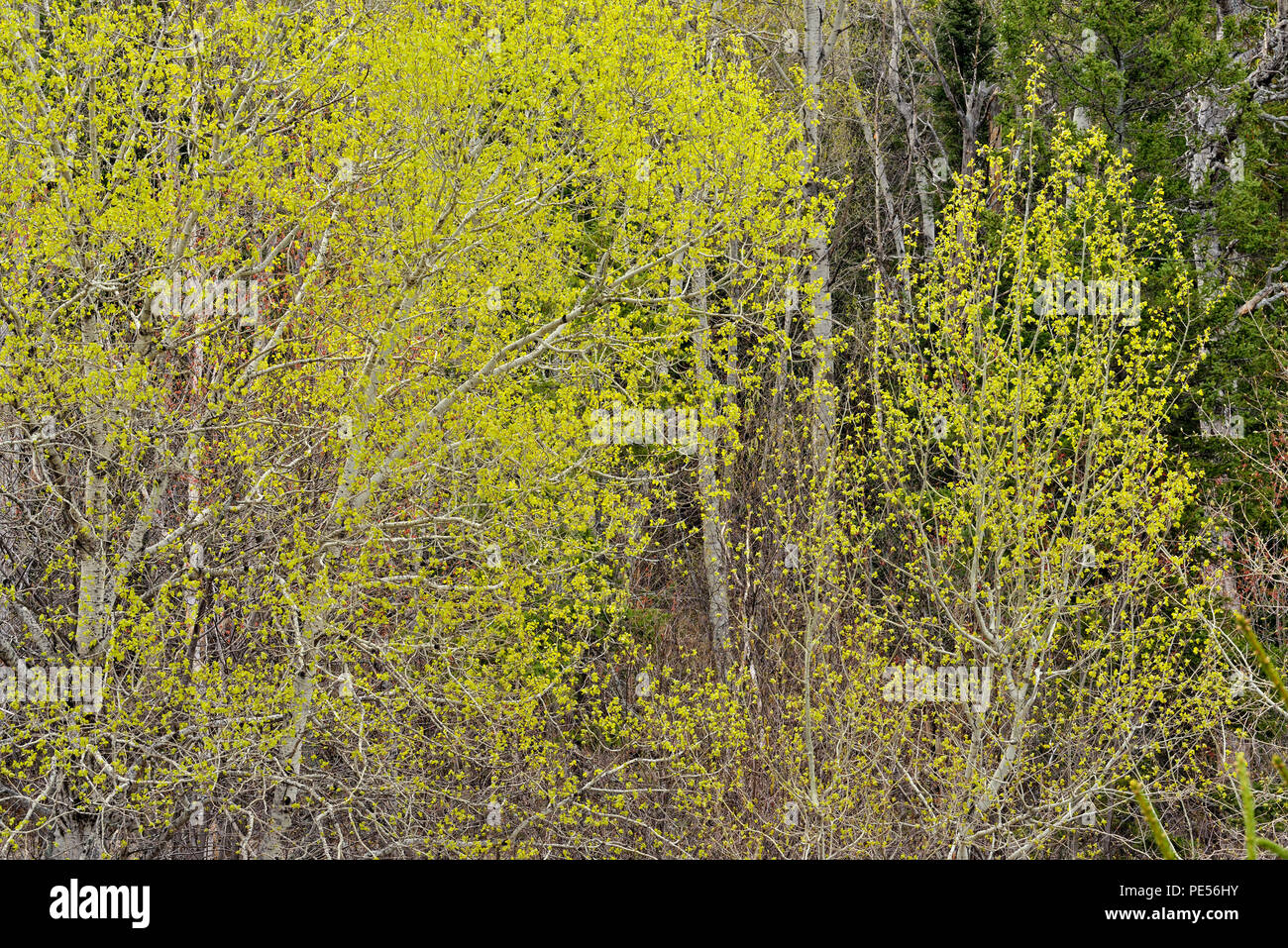 Einem Hügel von Aspen mit den aufkommenden Frühling Laub, grössere Sudbury, Ontario, Kanada Stockfoto