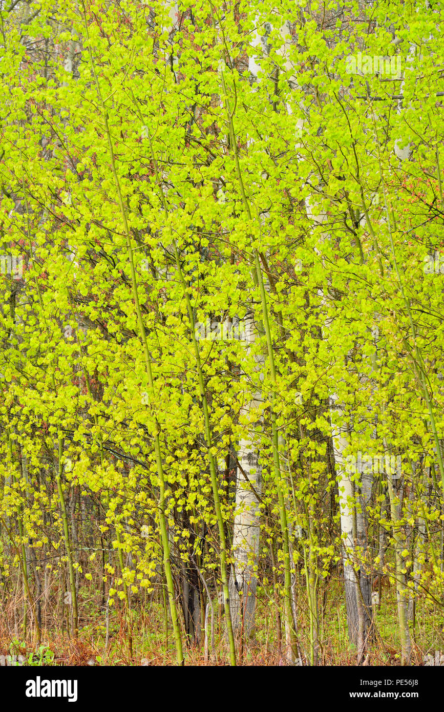 Feder Waldland - Aspen Baumstämme und aufstrebenden Laub, grössere Sudbury, Ontario, Kanada Stockfoto