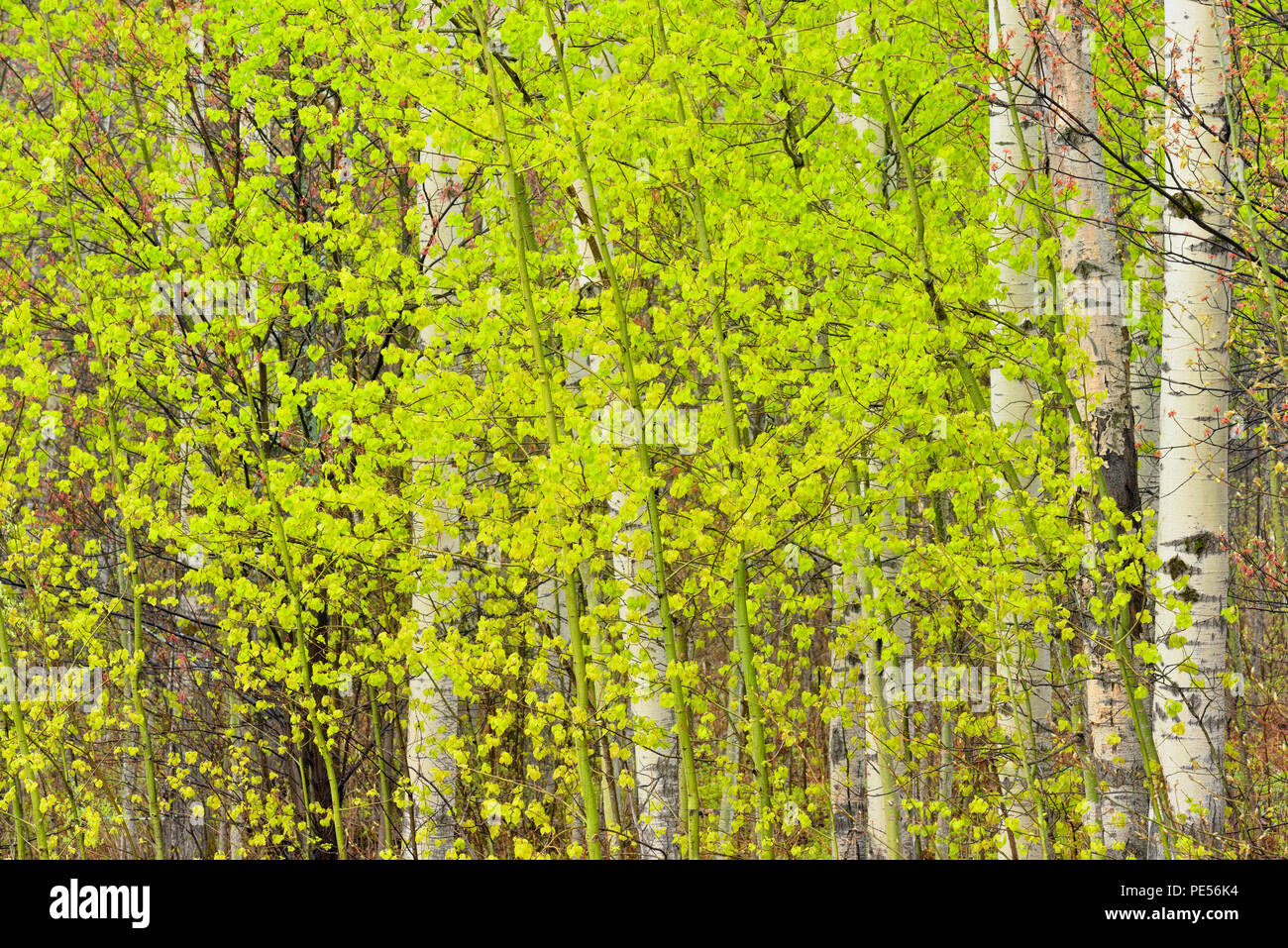 Feder Waldland - Aspen Baumstämme und aufstrebenden Laub, grössere Sudbury, Ontario, Kanada Stockfoto