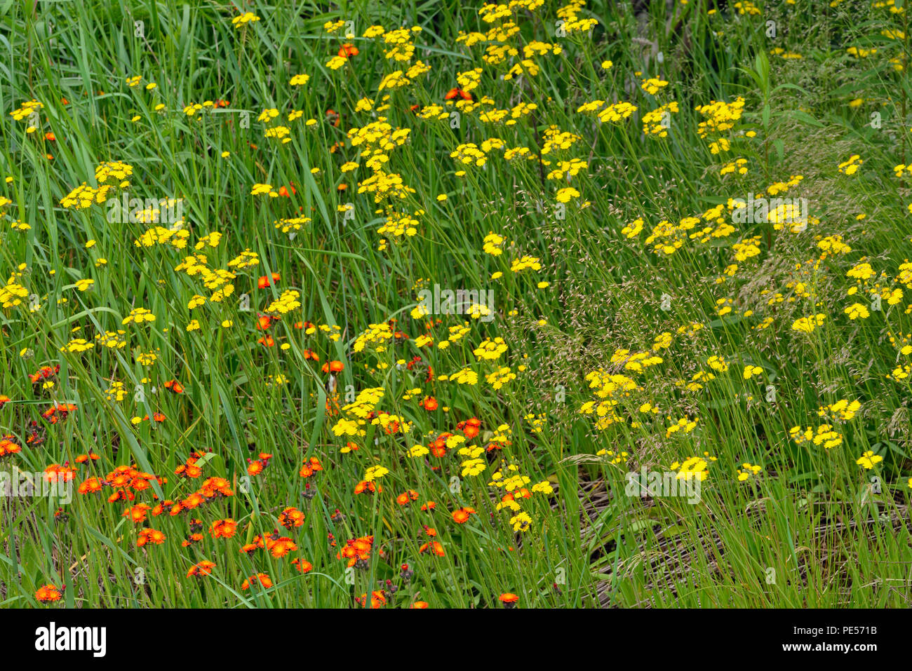 Am Straßenrand Wildblumen mit gelbes Habichtskraut, Greater Sudbury, Ontario, Kanada Stockfoto