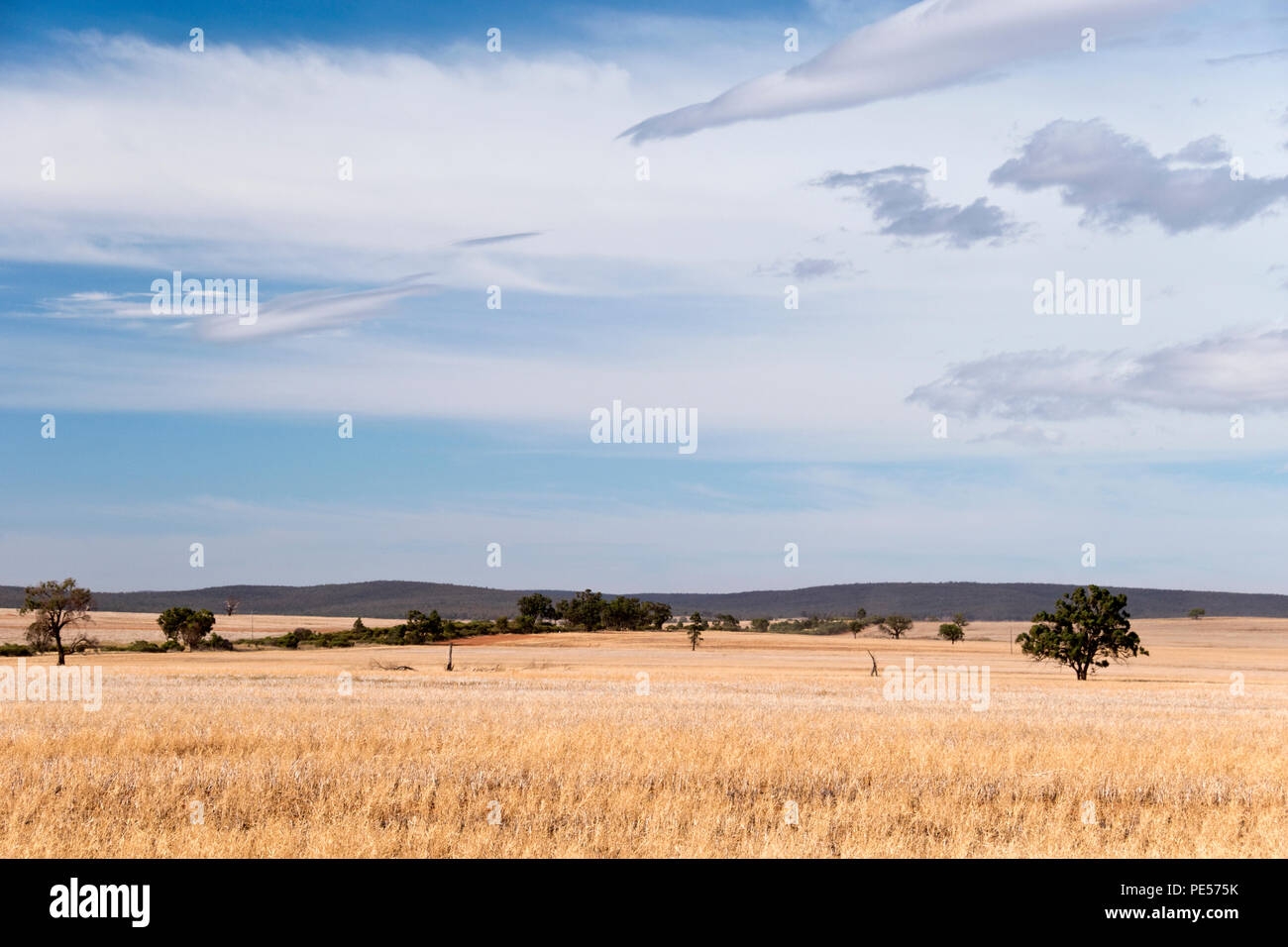 Savanna Wiesen entlang des Mittelwestens Highway, in der Nähe von Rankins Federn, einer Stadt in der Riverina Region von New South Wales, Australien. Stockfoto