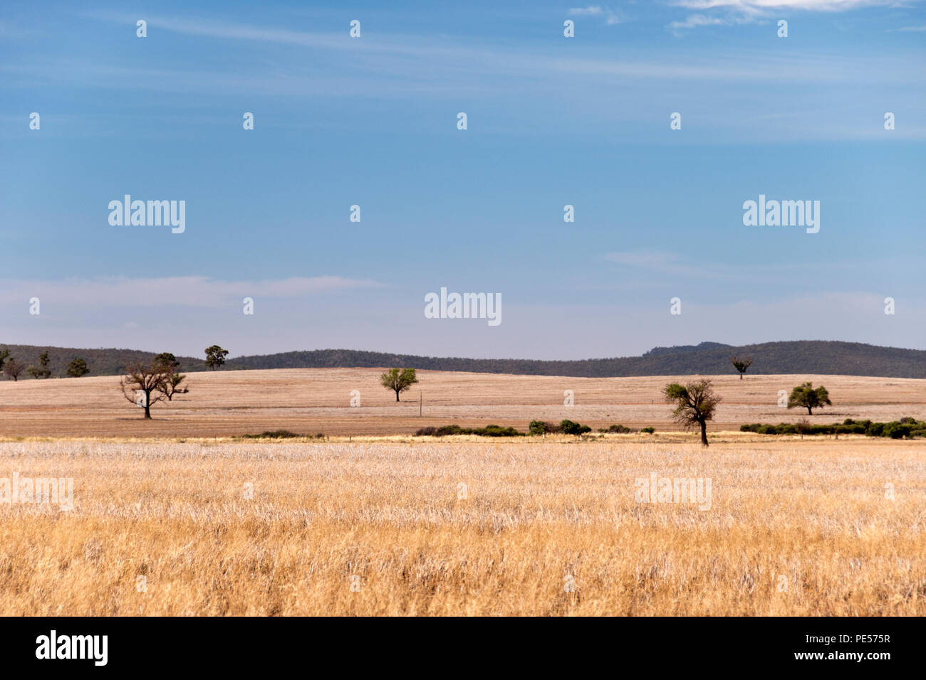 Savanna Wiesen entlang des Mittelwestens Highway, in der Nähe von Rankins Federn, einer Stadt in der Riverina Region von New South Wales, Australien. Stockfoto