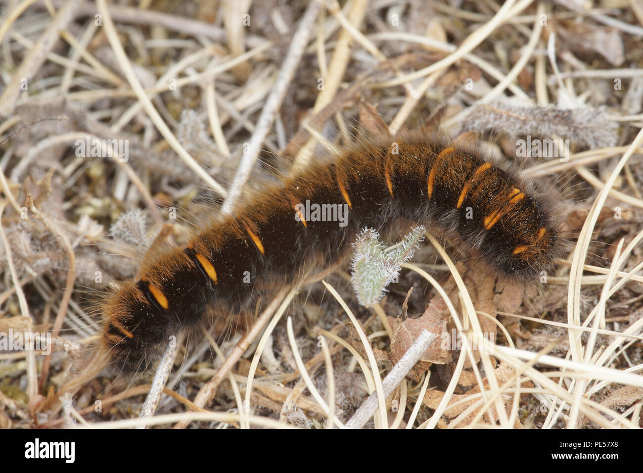 Fox Moth Caterpillar Stockfoto