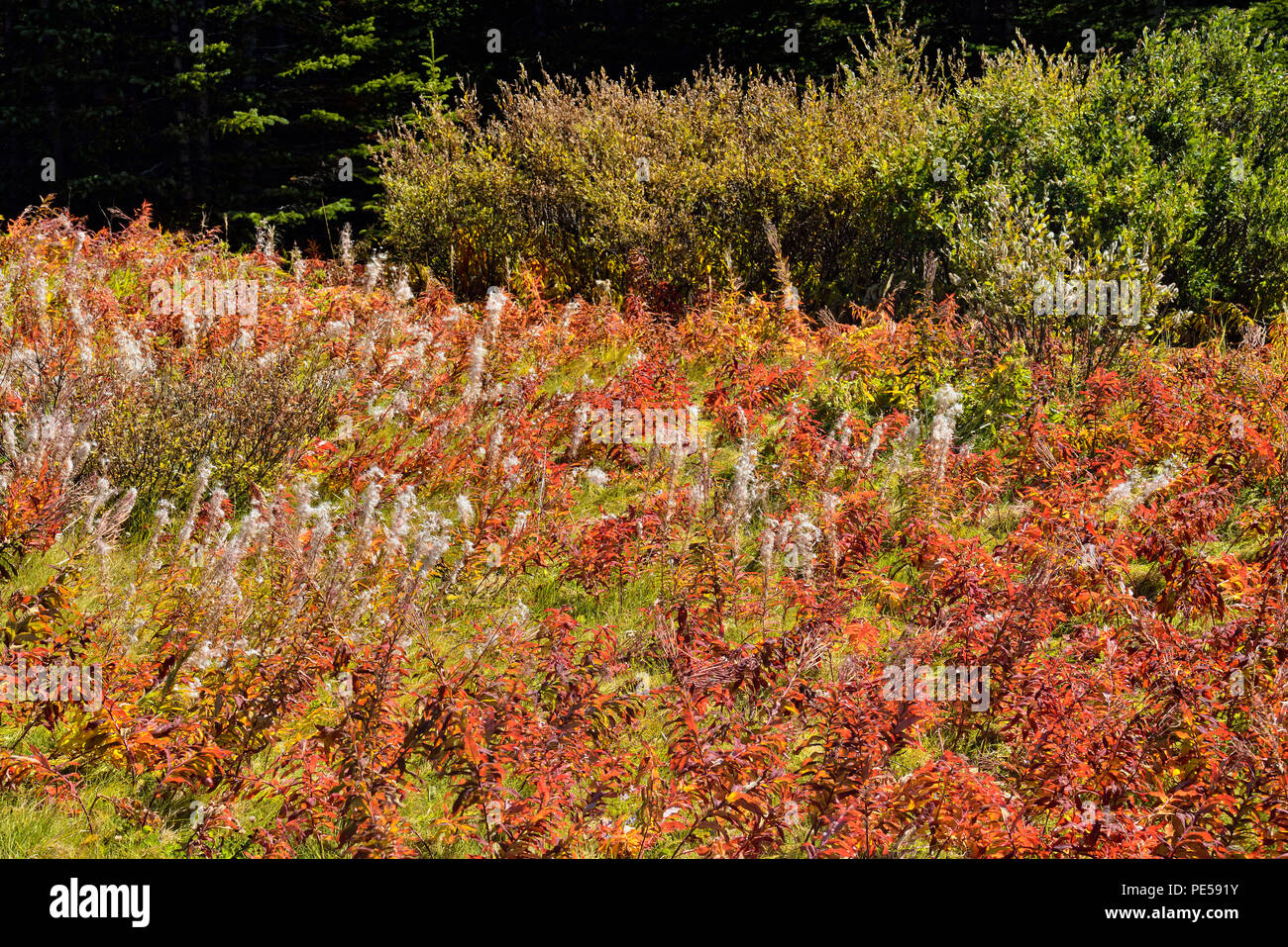 Fireweed (Chamaenerion angustifolium) Samen im Herbst gegangen, Spray Lake Provincial Park, Alberta, Kanada Stockfoto