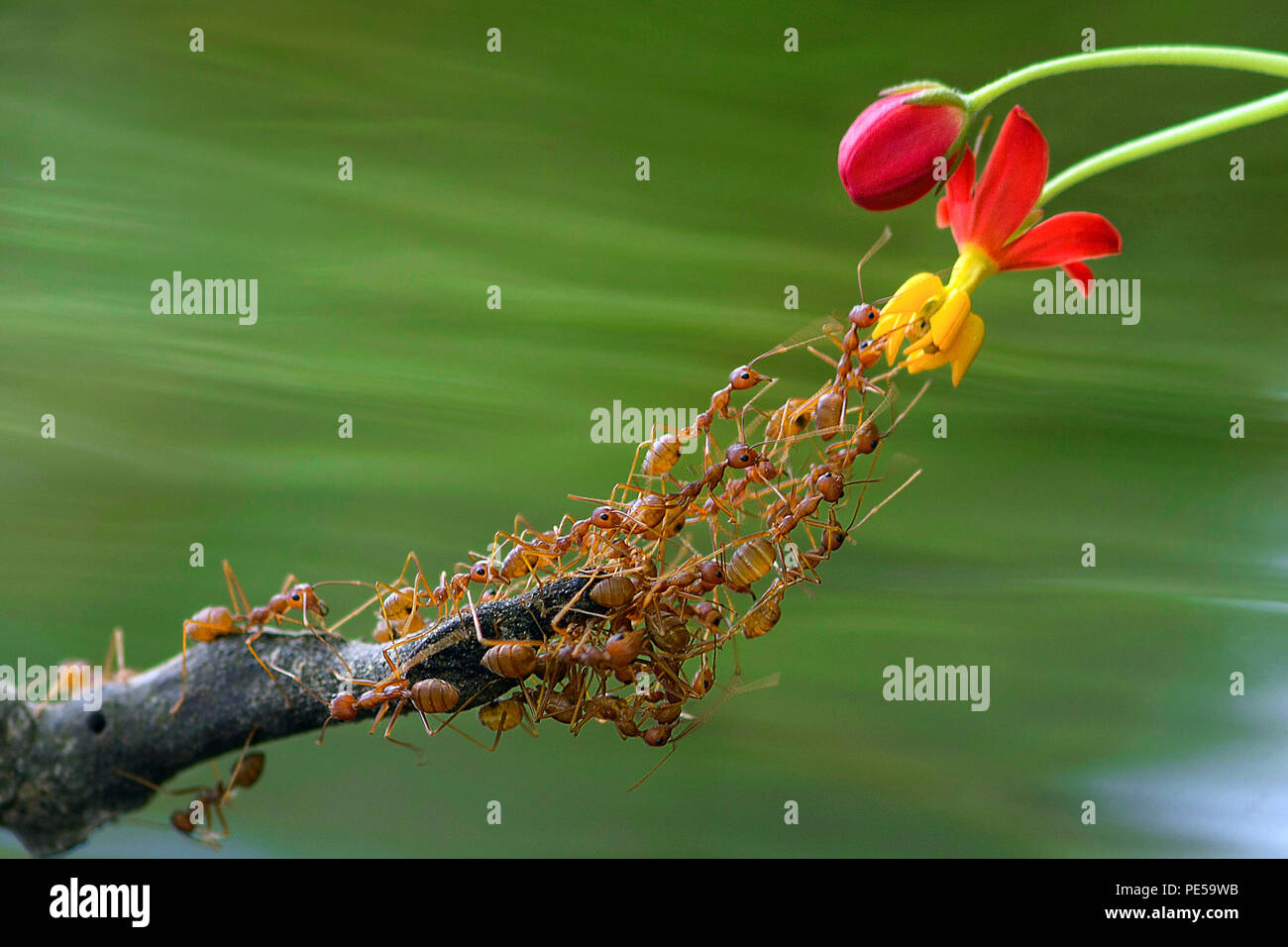Rote Ameisen und Milkweed bloodflower Stockfoto
