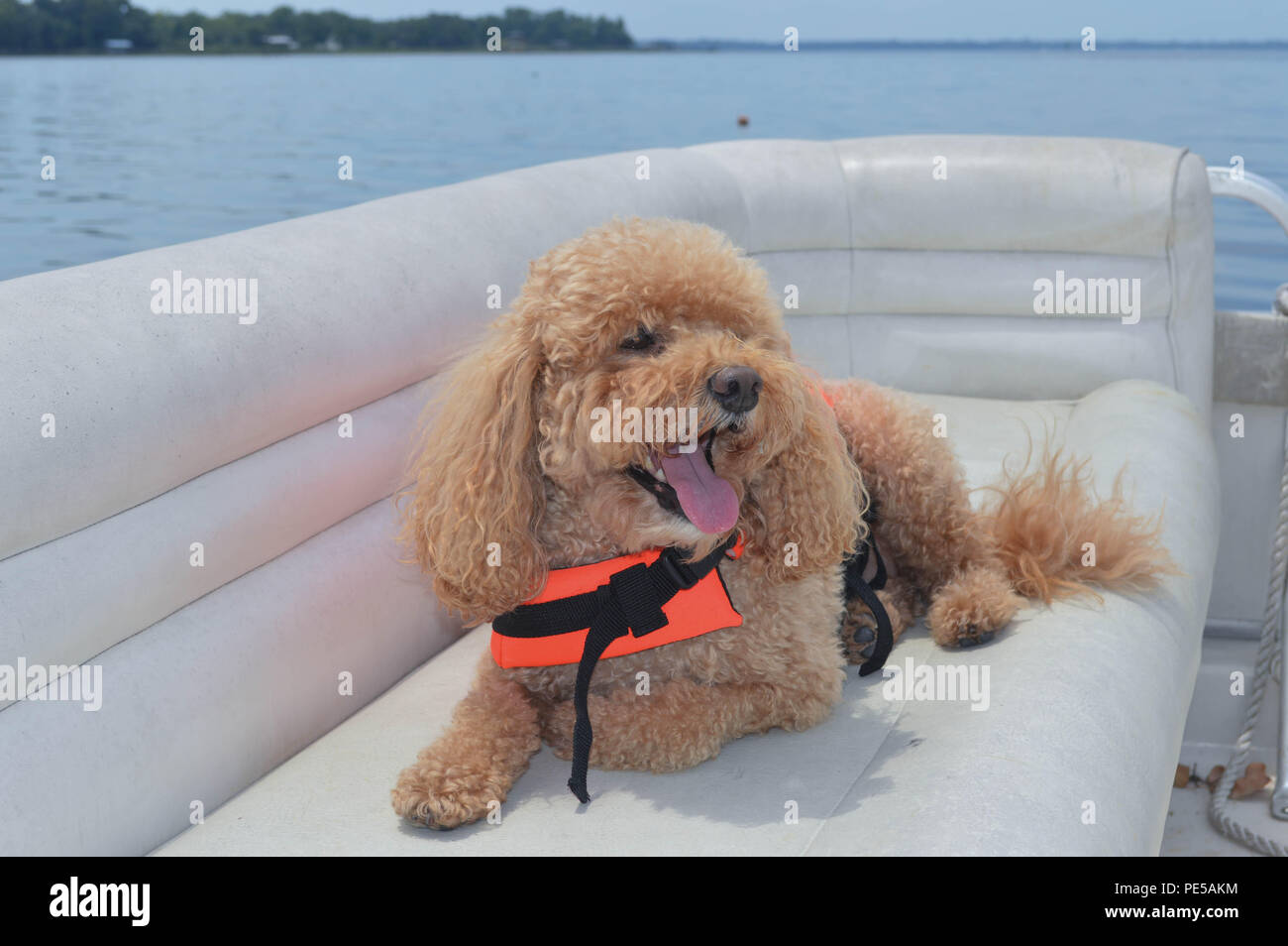 Happy Cockapoo entspannen auf dem Boot trägt Schwimmweste und Lächeln für die Kamera Stockfoto