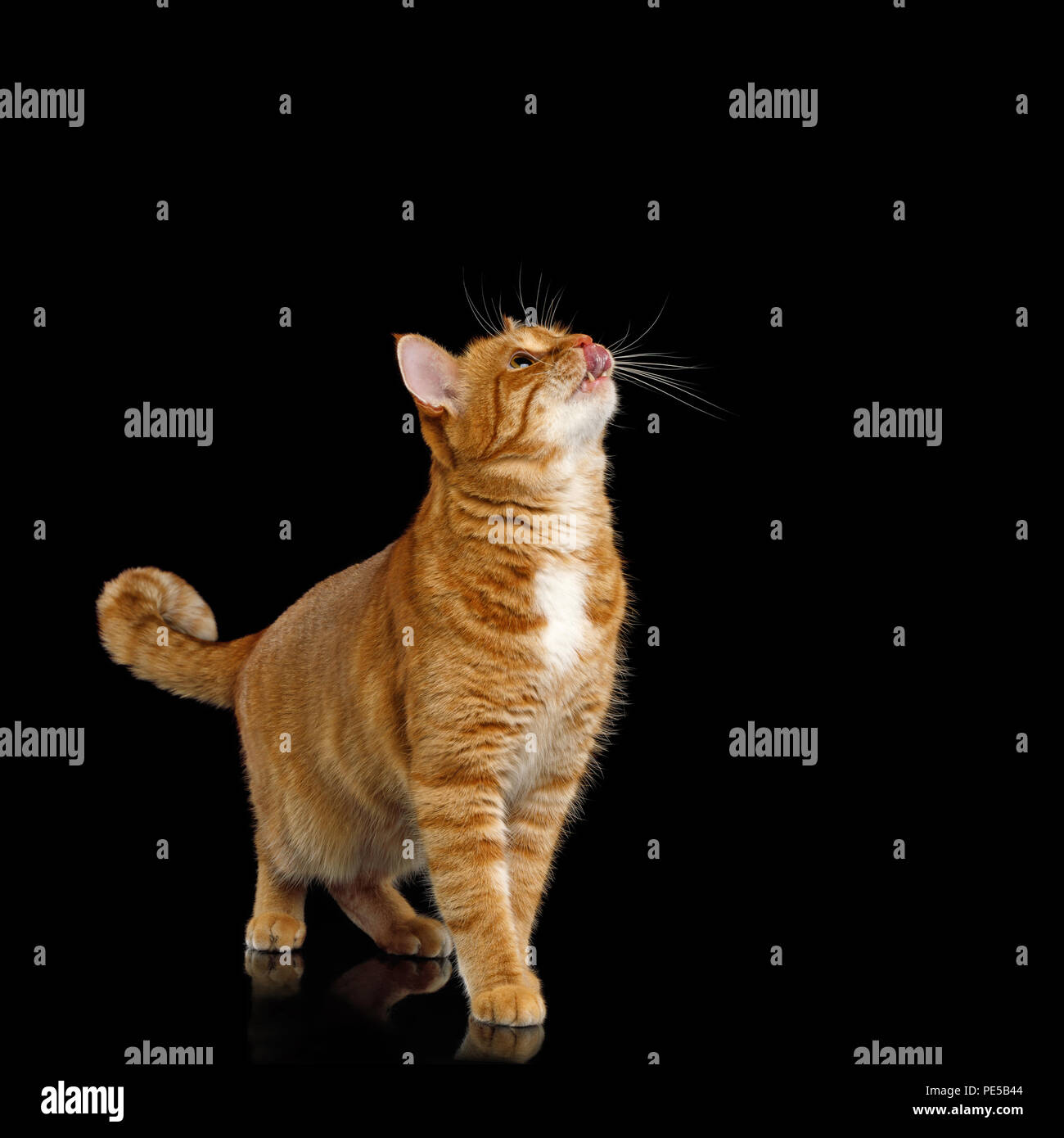 Adorable Ginger Cat und habe nach oben geschaut und Lecken auf isolierten schwarzen Hintergrund, Essen Stockfoto