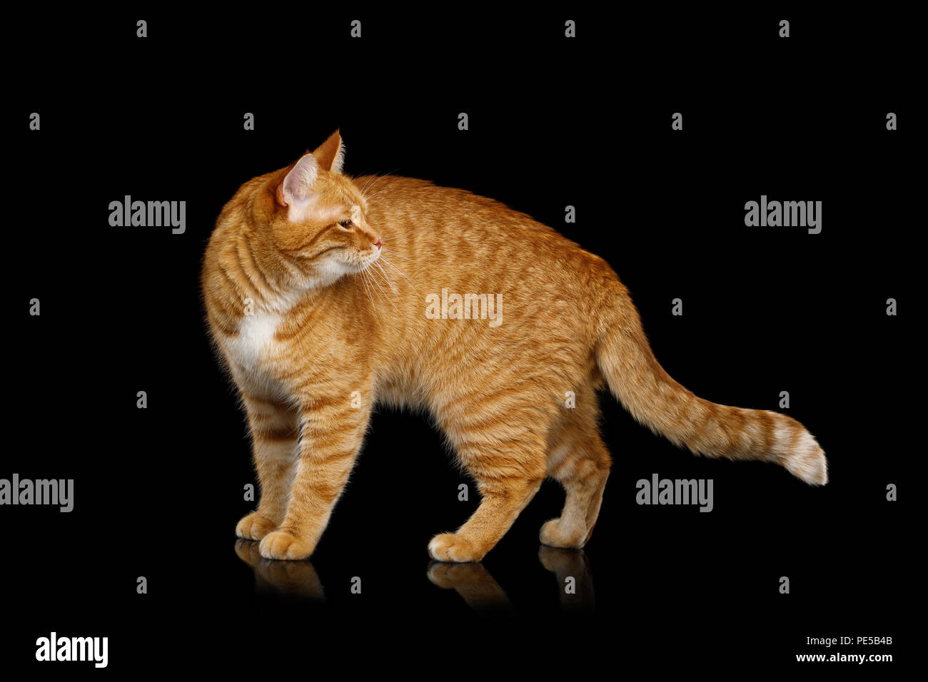 Adorable Ginger Cat stehen und Rückblickend auf Isolierte schwarze Hintergrund, Seitenansicht Stockfoto