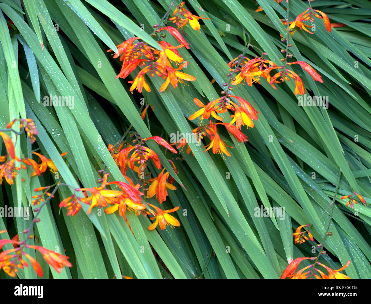 Orange Montbretia Crocosmia crocosmiiflora Stockfoto