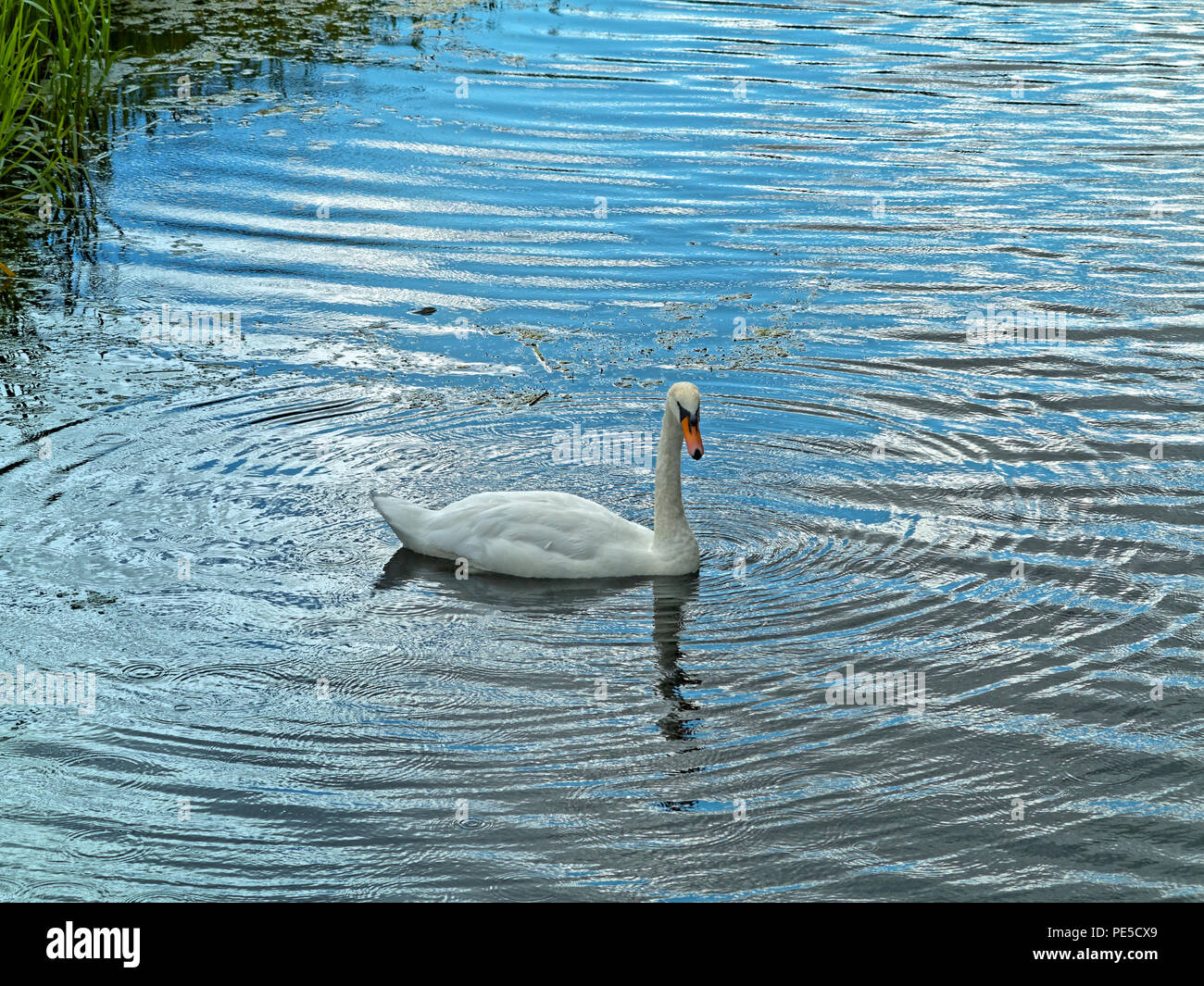 White Swan in blaues Wasser mit Ring der Kräuselung Stockfoto