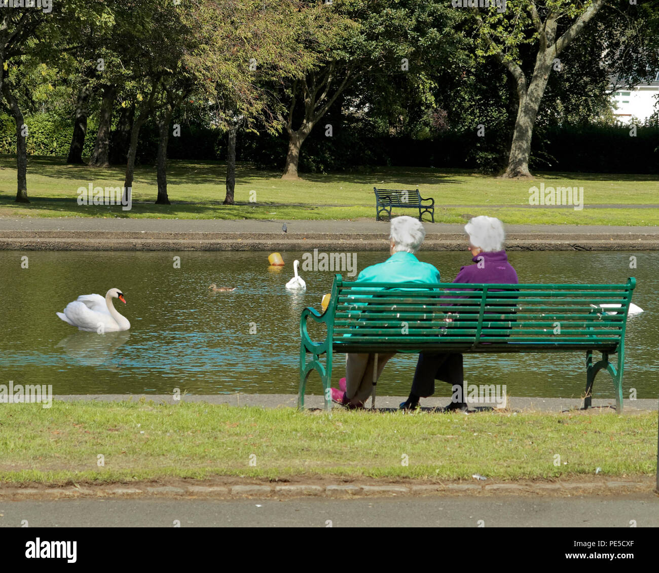 Senioren sitzen auf einer Bank in einem Park mit einem Teich bewundern spiegeln die Schwäne, Birds of a Feather Stockfoto