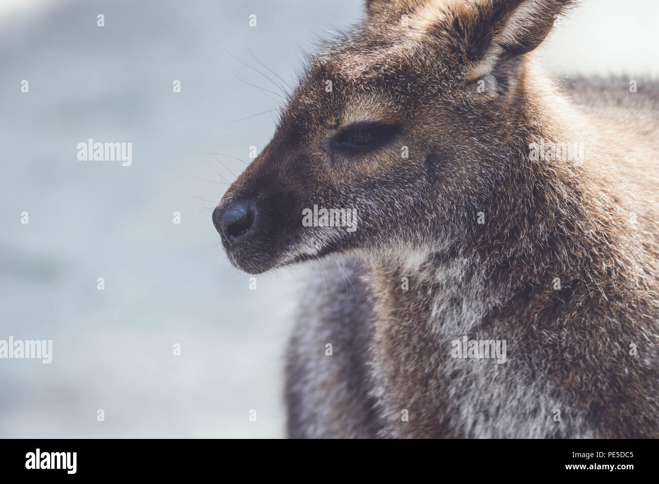 Wallaby (Macropodidae) Hängen um den Park in Stellung vintage Stockfoto