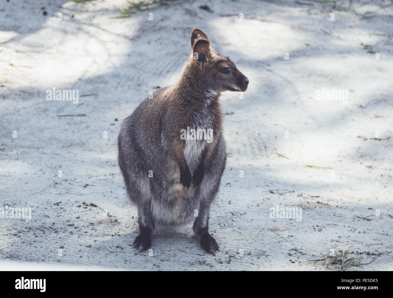 Wallaby (Macropodidae) Hängen um den Park in Stellung vintage Stockfoto