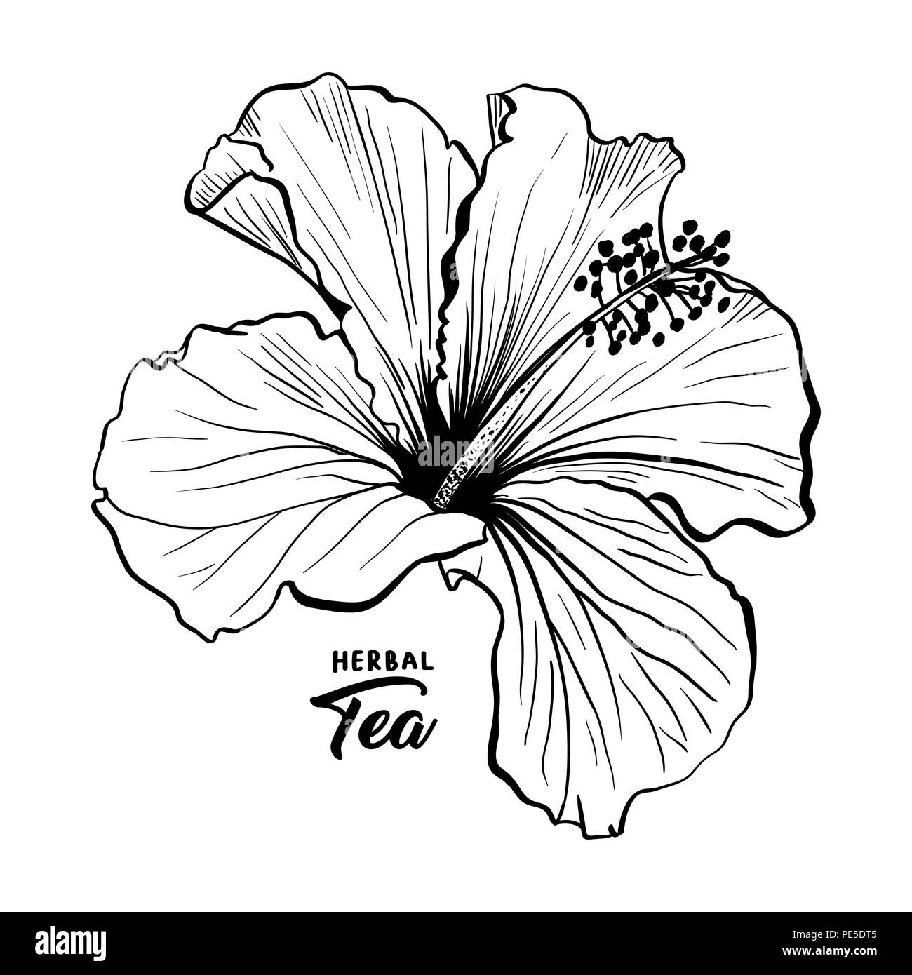 Hawaiian Hibiscus Duft Blüte oder Malve Chenese Rose. Schwarze und Weiße Flora und isolierten Botanik Pflanze mit Blüten. Tropische Karkade oder Bissap Kräutertee, Crimson Flora. Blüte und Thema Natur. Stock Vektor