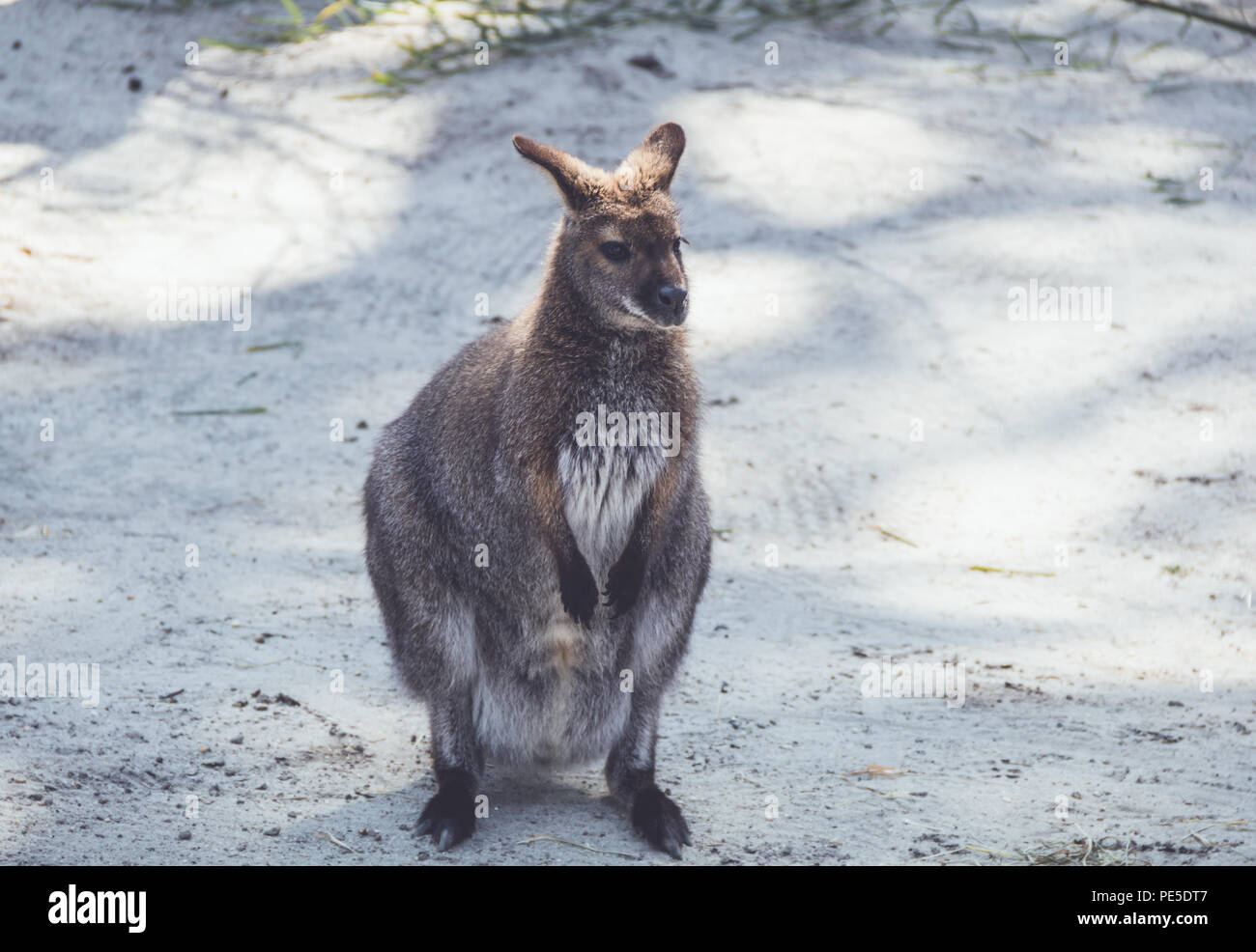 Wallaby (Macropodidae) Hängen um den Park in Stellung vintage Stockfoto