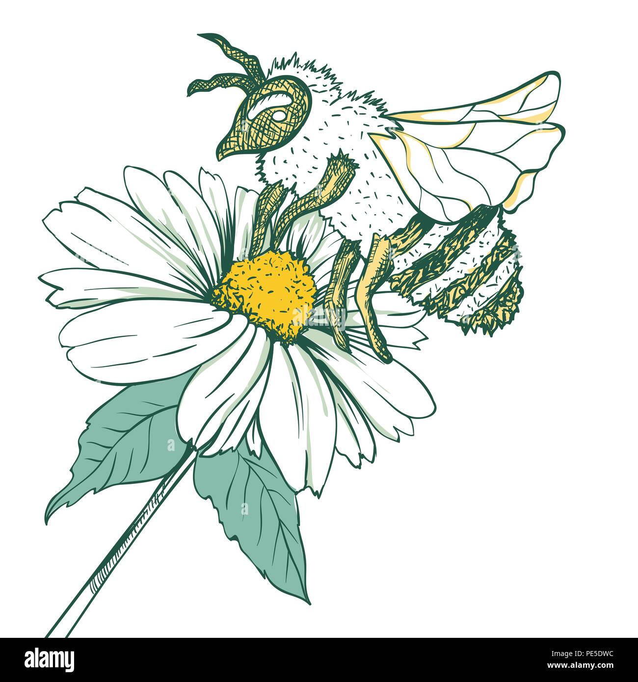 Entomologie Skizze Abbildung mit Biene oder Wespe und Kamille Blüte. Blüte und Bestäubung. Botanische oder medizinische Themen. Auf weissem Hintergrund Stock Vektor