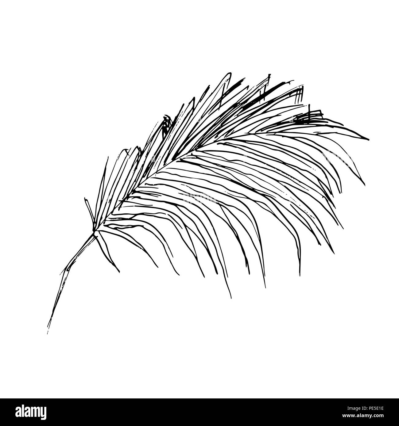 Isolierte skizziert Kokosnuss oder Königin Palmenblättern. Strand und Regenwald, Wüste coco Flora. Laub von subtropischen Farn. Grüne Palmae oder Dschungel arecaceae. Botanik, Thema Umwelt Stock Vektor