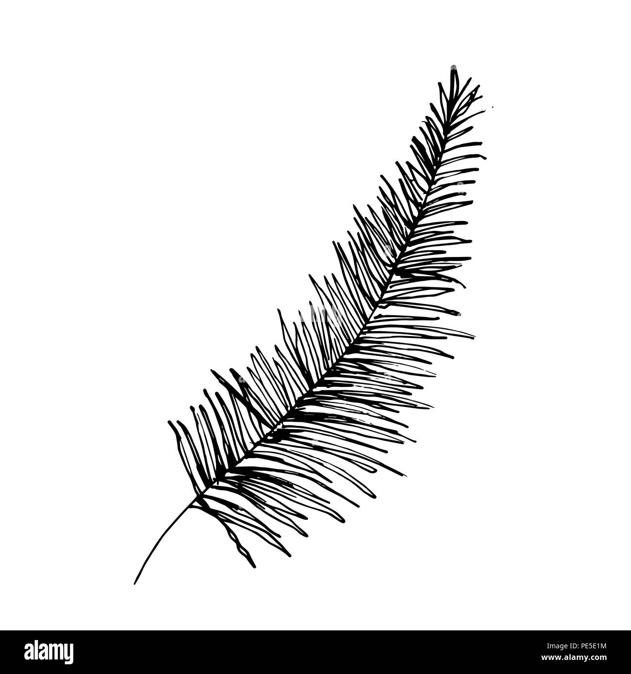 Isolierte skizziert Kokosnuss oder Königin Palmenblättern. Strand und Regenwald, Wüste coco Flora. Laub von subtropischen Farn. Grüne Palmae oder Dschungel arecaceae. Botanik, Thema Umwelt Stock Vektor