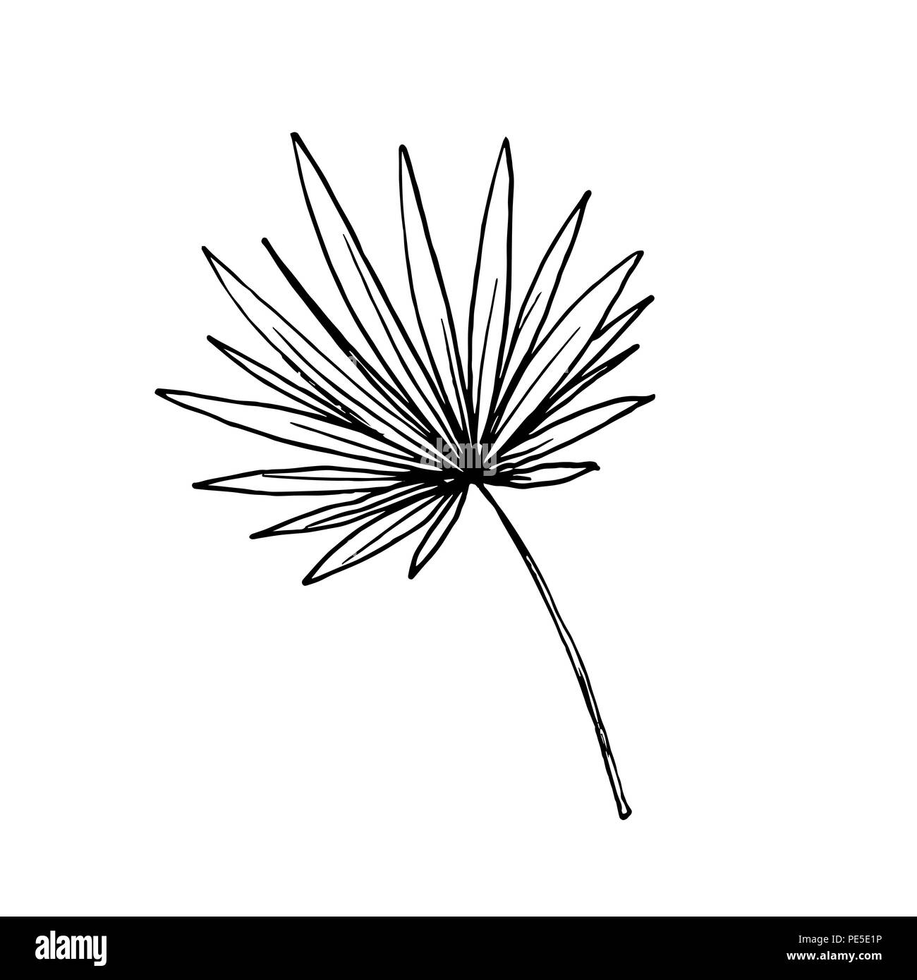 Isolierte skizziert Kokosnuss oder Königin Palmenblättern. Strand und Regenwald, Wüste coco Flora. Laub von subtropischen Farn. Grüne Palmae oder Dschungel arecaceae. Botanik, Thema Umwelt Stock Vektor