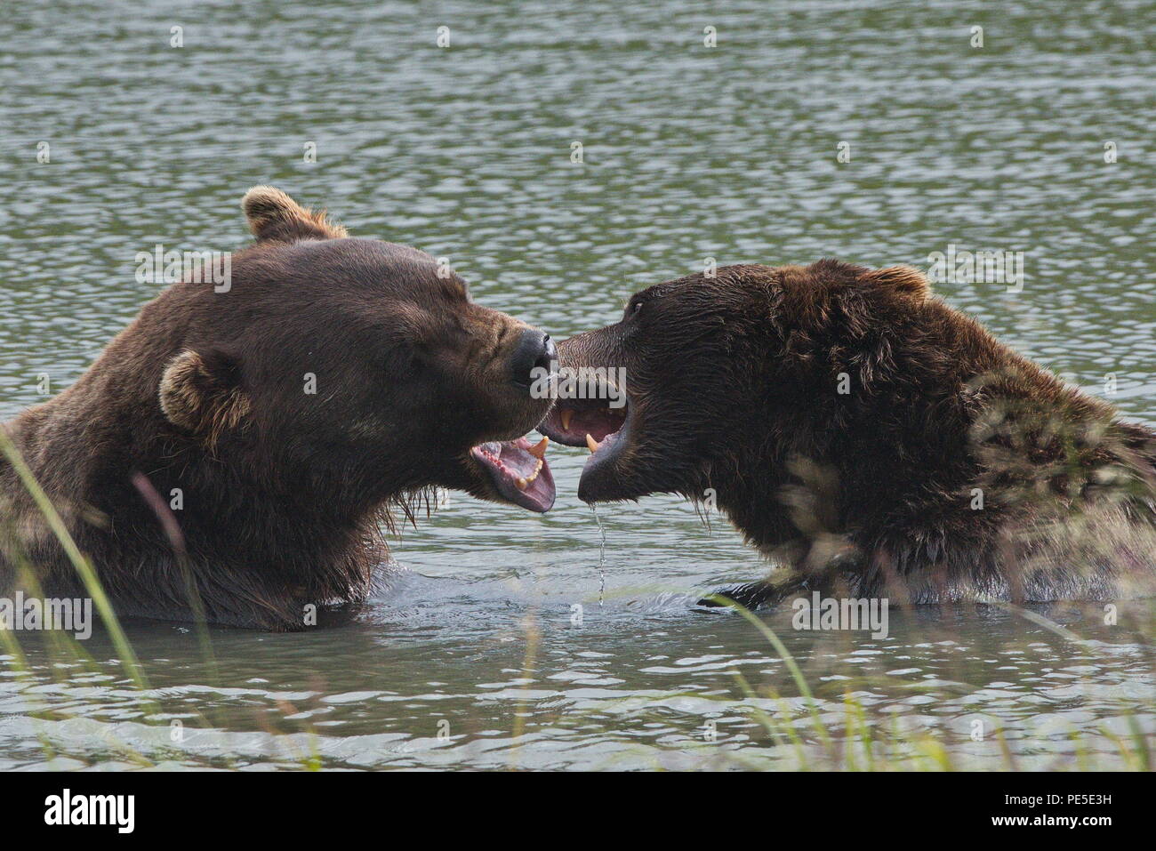 Pacific Coastal Braunbären (Usus arctos) - grizzliy - auf der Kenai peninsual. Stockfoto