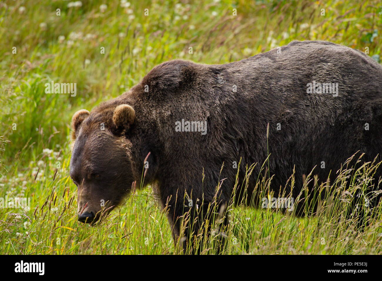 Pacific Coastal Braunbären (Usus arctos) - grizzliy - auf der Kenai peninsual. Stockfoto